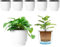 T4U 6 Inch Self Watering Pots for Indoor Plants, 6 Pack White Plastic Flower Pots for All House Plants, Flowers, African Violets