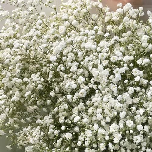300 Weiß Schleierkraut Samen, Gypsophila Paniculata, Mehrjährig & Winterhart, Die Blüten Sind Winzig Klein, Aber Sehr Dicht, Blumensamen für Garten Freiland und Balkon