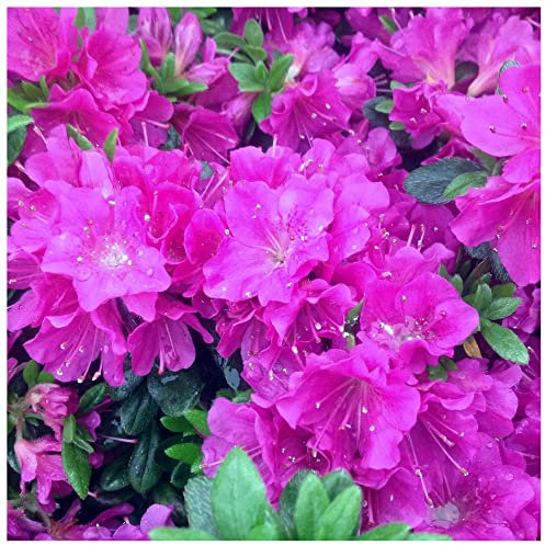 Azalea Geisha Purple, Evergreen Rhododendron in a 9cm Pot, Compact Flowering Shrub 3fatpigs®