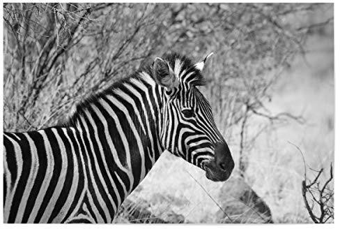 artboxONE Poster 30x20 cm Natur Burchel Zebra Seiten Portrait - Bild Zebra Afrika Animal