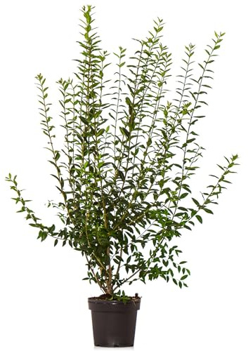 Dehner Gemeiner Liguster, Ligustrum vulgare, für 10 Meter Hecke, je 100-150 cm exkl. Pflanztopf, 30 x 7.5 l Topf, Heckenpflanzen