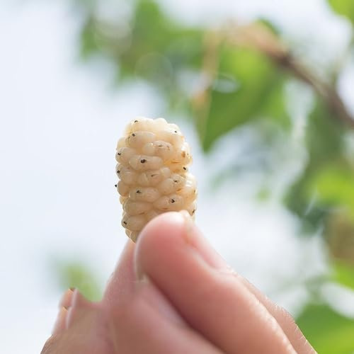 200 pcs maulbeerbaum winterhart samen - säulenobstbäume winterfeste pflanzen für balkon,maulbeere,Morus alba,maulbeeren baum bonsai tree indoor garten geschenk pflanzendeko baumsamen