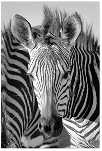 artboxONE Poster 30x20 cm Tiere Der Zebra Blick hochwertiger Design Kunstdruck - Bild Zebra Zebra zebrastreifen