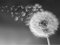 Diamond Painting Full Drill Diamond Pusteblume 3D Stickerei Kreuzstich Strass 5D DIY Mosaik Dekor Schwarz Weiß Art Decor Größe: 30*40cm