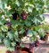 1bag = 50pcs semillas de uva gigante chino púrpura frutas dulces semillas del árbol de la planta en maceta bonsai decoración de hogar y jardín