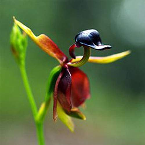 Harddo 30 Stücke Seltene Fliegende Ente Orchidee Blumensamen Topf Blühende Pflanze Garten Decor