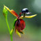 Harddo 30 Stücke Seltene Fliegende Ente Orchidee Blumensamen Topf Blühende Pflanze Garten Decor