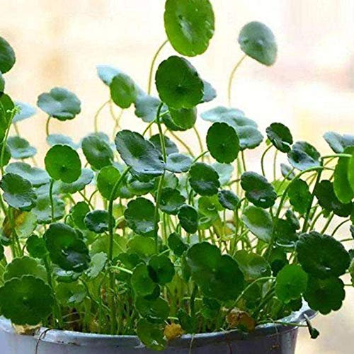 Benoon Semi Di Pistia, 50 Pezzi/Borsa Semi Di Pistia Semi Galleggianti Di Giacinto D'acqua Verde Resistenti Al Freddo Per La Casa Semi di Dichondra