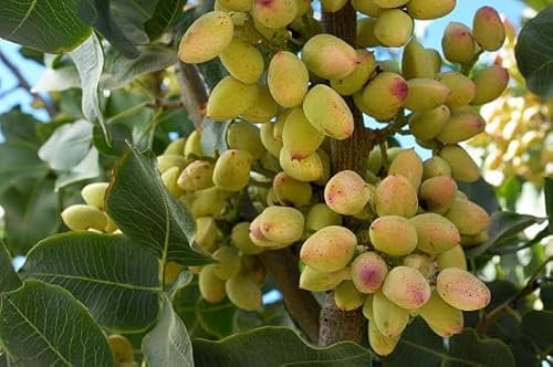 Véritable pistache (Pistacia vera) + voir variantes, fruits comestibles (1 + 4)