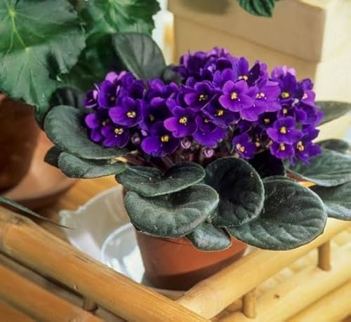 100pcs graines de fleurs africaines mini violettes