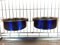 Ellie-Bo Paire de gamelles pour Cages ou stylos Bleu Taille L 2,0 l