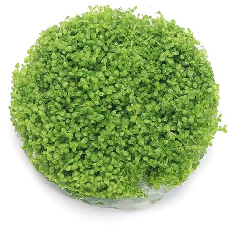K2AQUA Hemianthus Callitrichoides Cuba Hc in Vitro Live Aquarium Plants Carpet Tropical invitro