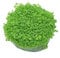 K2AQUA Hemianthus Callitrichoides Cuba Hc in Vitro Live Aquarium Plants Carpet Tropical invitro