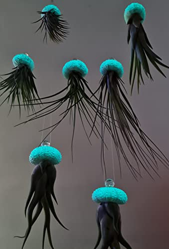 Stk - 4x Seeigel leuchten in Aqua blau Nachts mit Hängepflanze Lebende Tillandsia SI5 - Seeds & Plants Shop by Ipsa