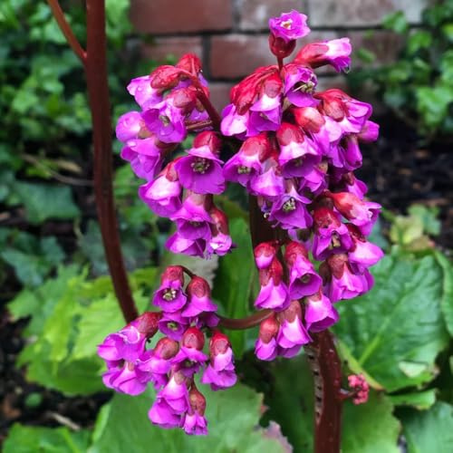 bergenien - bergenia cordifolia - kräutergarten balkon, winterharte stauden hochbeet, kräuterpflanzen 300samen