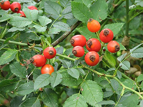 ROSA CANINA PIANTA DI 2 ANNI VASO 2 LITRI 70-80 CM