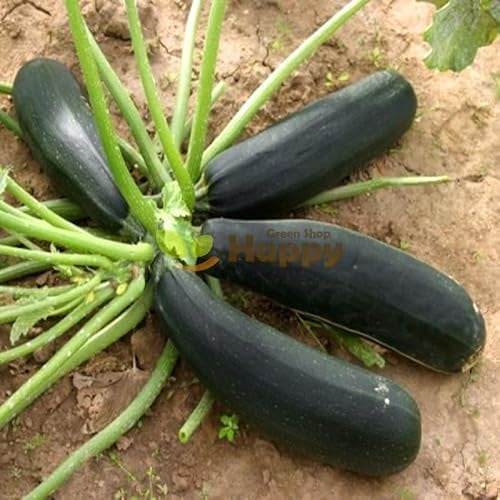 Courgette - Astra Polka - 40 Seeds + Plant tag + Freebie - Zucchini - Cucurbita Pepo, Green