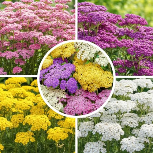 FLORIUM - Achillea Pflanze Kollektion 10 Pflanzen/Wurzeln, Mehrjährig mischung von 5 Sorten, große Winterharte Stauden aus Holland, Gartenpflanzen für Rabatten (kein Samen, nicht zwiebeln)