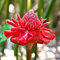 100 Pezzi Semi Di Giglio Torcia Resistenti, Regalo Giardino, Piante Rampicanti Resistenti (Cnifofia Uvaria) Regalo Per Gli Ospiti Semi Di Fiori, Piante Per Luoghi Soleggiati Decorazione