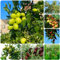 Semillas de plantas de palmera datilera, semillas exóticas semillas del árbol de azufaifo, semillas de variedades antiguas árboles frutales semillas de bonsái huerta plantas en 15pcs