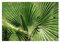 RP Seeds Washingtonia filifera (Desert Fan Palm) - 10 Seeds