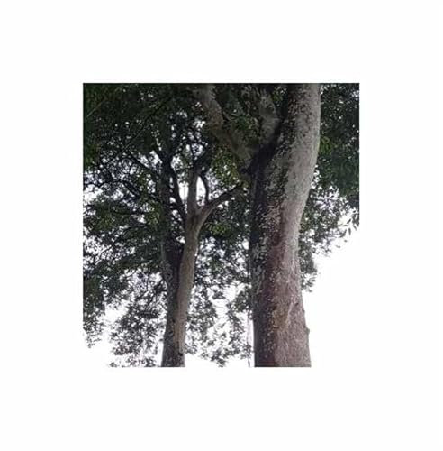 Stk - 2x Canarium indicum - Ambae Giant - Nangai Baum Nüsse Pflanzen - Samen ID1642 - Seeds & Plants Shop by Ipsa