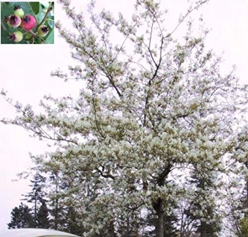 Amelanchier lamarckii - Kupfer-Felsenbirne Größe 100-120 cm