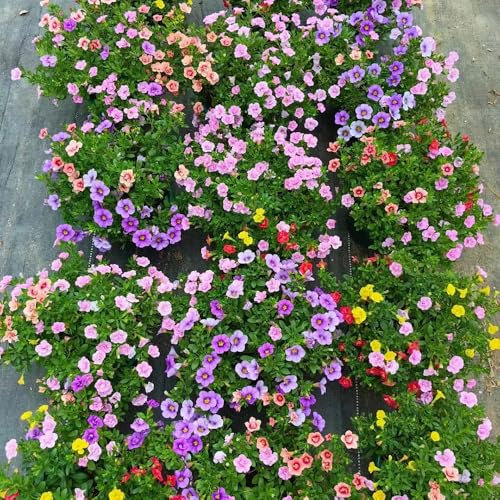 1000 pcs zauberglöckchen pflanze samen - blumen samen, plants (Calibrachoa elegans) schattenpflanzen winterhart, pflanzen für balkon blumen balkon, bonsai samen gartenblumen pflanzen,