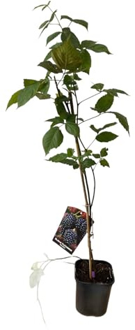 Fresh Plants Pflanze - Dornlose Brombeere - Rubus fruticosus ‘Navaho’ Topf Ø 17 cm - Höhe ca. 90 cm