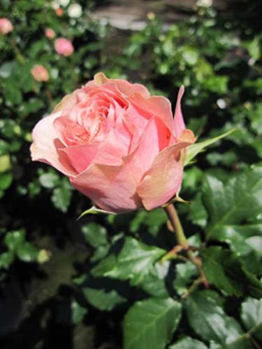 Rosa Amorosa ® - Edelrose Amorosa - Kordes Rose