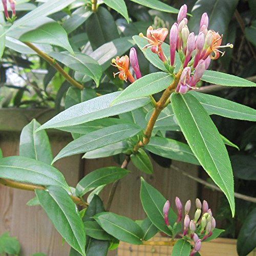 GardenersDream Lonicera Henryi - Immergrünes Geißblatt Winterhart - Kletterpflanzen Winterhart Rotbraun - Balkon Pflanzen Schattenverträglich