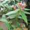 GardenersDream Lonicera Henryi - Immergrünes Geißblatt Winterhart - Kletterpflanzen Winterhart Rotbraun - Balkon Pflanzen Schattenverträglich
