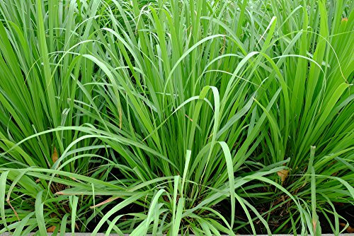 Zitronengras 100 Samen