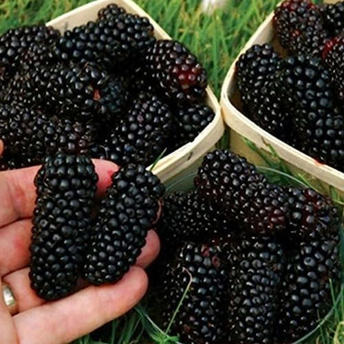 Semi di frutta, 100 pezzi Albero Semi di mora Semi di kiwi Semi di lampone Semi di fragola Semi di frutta Non OGM Giganti Frutta Piccole piante succose Semi Fiore Albero da frutto Semi di ortaggi Sem