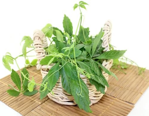 500 pcs jiaogulan samen kaufen kräuterbeet winterfeste pflanzen für balkon deko wohnzimmer modern zimmerpflanzen dekopflanzen kräuter hochbeet grünpflanzen dekoration wohnzimmer garden