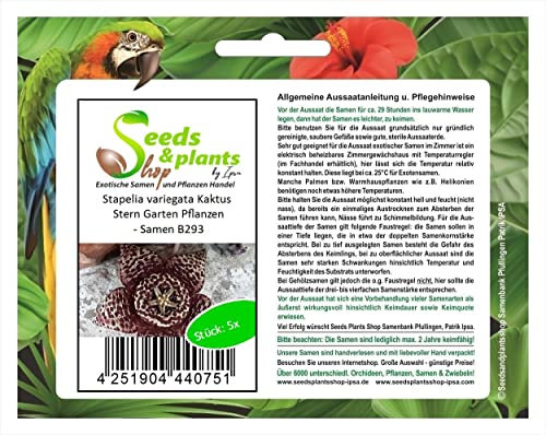 Stk - 5x Stapelia variegata Kaktus Stern Garten Pflanzen - Samen B293 - Seeds & Plants Shop by Ipsa