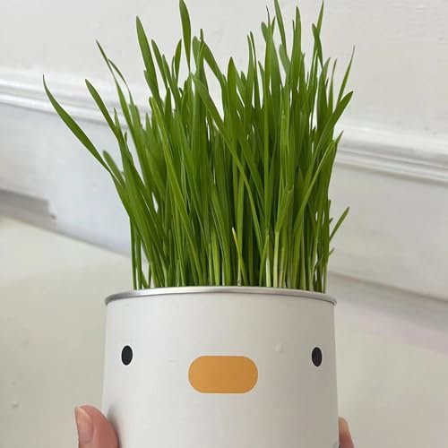 200 Pcs Katzengras Samen Für Hydrokultur, Cat Grass, Gartendeko Für Draußen, Saatgut Wintergemüse Dactylis Glomerata, Wheatgrass, Katzen Grass, Katzengras Fertig Gewachsen Hochbeet