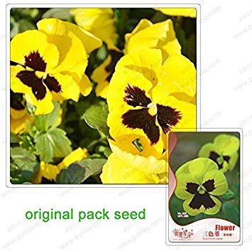 SEMI -35 Semi/Pack, semi Viola del pensiero, Viola tricolor fiori, semi di verde balcon végétal en vaso, Patio Fiori en vaso