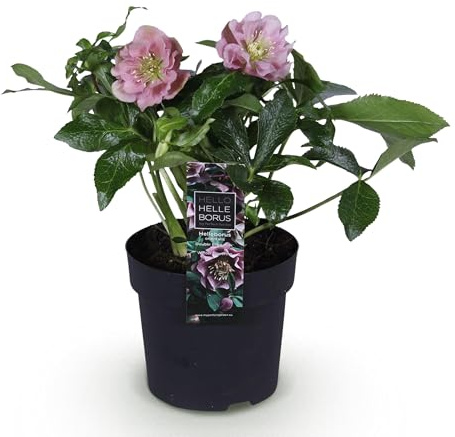 GreenboutiQ - Gartenpflanze - Christrose - Helleborus orientalis Double Ellen Pink - Rosa Blüte - 1 Pflanze - Immergrün - Topf 14cm Höhe 35cm