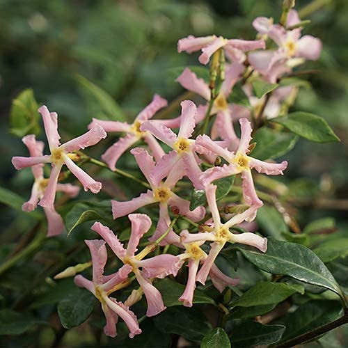 2 x Sternjasmin Star of Sicily/Pink Showers (Immergrün) - Rosa-Apricot, duftend & Winterhart | Toskanischer Jasmin | 2 x 1,5 liter Töpfe