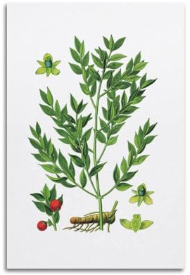 HNPBB Plant Poster Ruscus Aculeatus & Butcher's-broom Poster Decorative Painting Canvas Wall Posters And Art Picture Print Modern Family Bedroom Decor Posters 16x24inch(40x60cm)