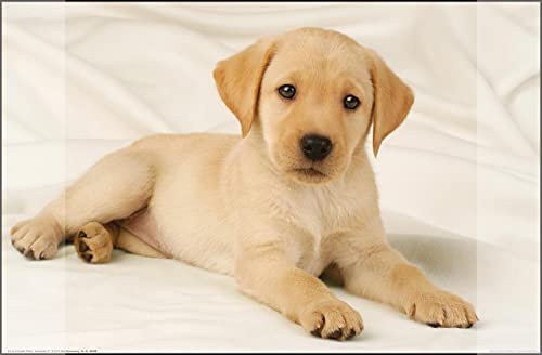 Schreibunterlage Kangaro Labrador weiss rutschfest 38x58cm mit zwei Einstecktaschen, für Kinder-, Jugend- und Arbeitszimmer, K-0014D108