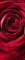 Fototapete RED ROSE - 92 x 220 cm, rote Rosen, Blumenmotiv, Wanddekoration, Tapete, Schlafzimmer, Blumentapete