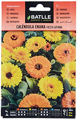 Calendula enana FIESTA GITANA