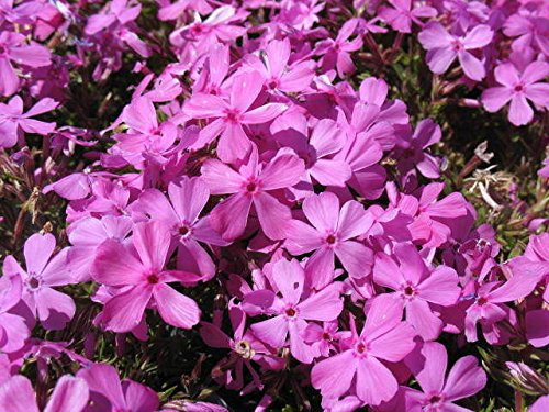 Creeping Phlox Subulata 'Drummons Pink’ Perennial Plug Plants Pack x6