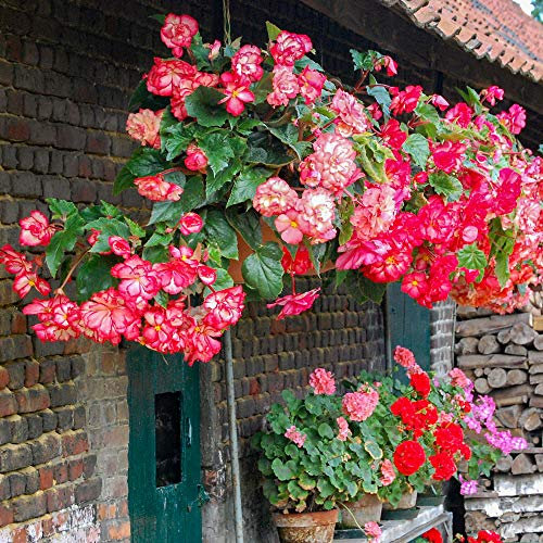 YouGarden Belgian Giant Trailing Begonias x 10 Tubers