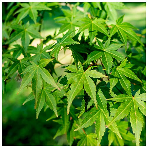 Japanese Maple Tree/Acer Palmatum 3-4ft Tall in 2L Pot, Stunning Autumn Colours 3fatpigs®