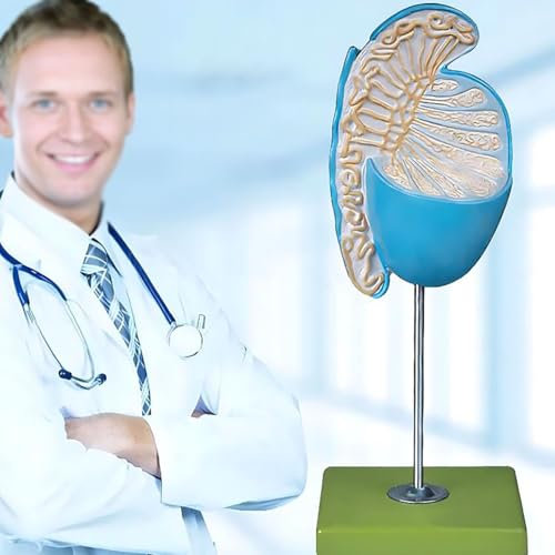 BEOTAY Hodenmodell Mit 10-Facher Vergrößerung, Anatomisches Modell des Menschlichen Hodens, Modell des Urogenitalsystems, Lehrmittel, 11 X 11 X 20 cm