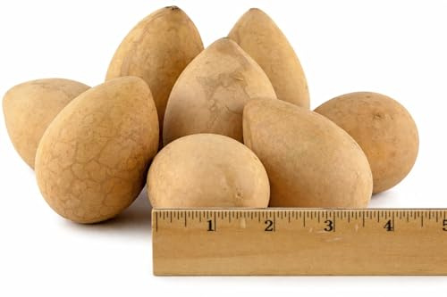 Dried Egg Gourds for Crafting Box of 25