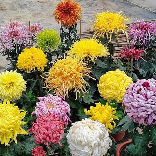 semi di crisantemo, resistenti all'esterno appartamento decorative soggiorno 1200pcs